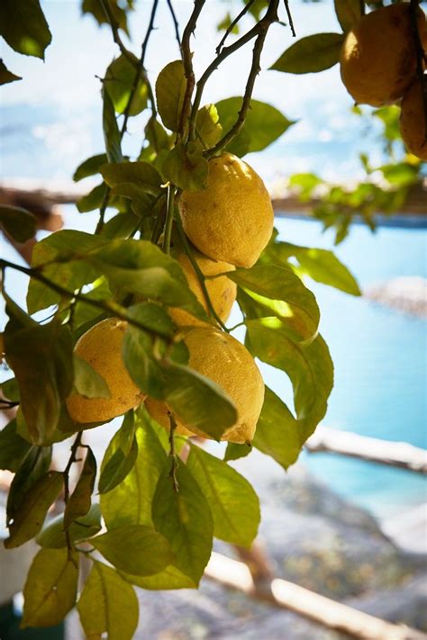 The Amalfi Coast and Its Exquisite Lemons .